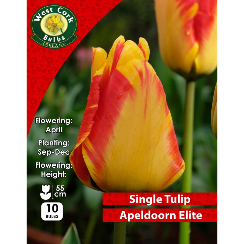 Tulip Apeldoorn Elite Darwin Hybrid Prepack 10 Bulbs