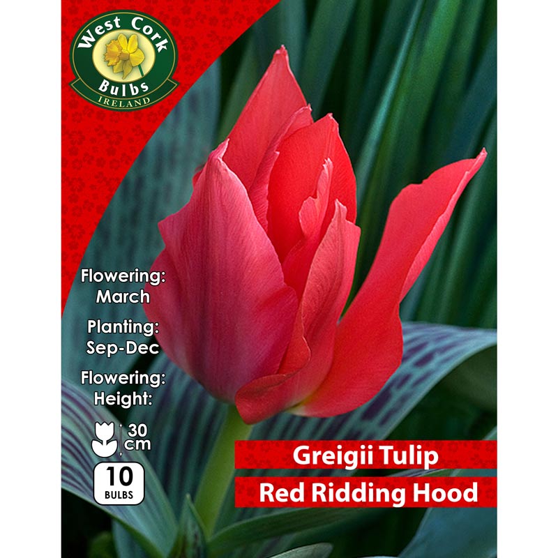 Tulip Dwarf Little Red Riding Hood Prepack 10 Bulbs