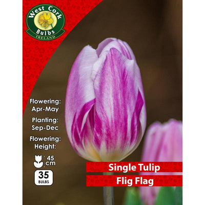 Tulip Flig Flag 35 Bulbs | TFG35 | Spring Bulbs Delivered