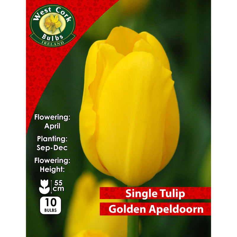 Tulip Golden Apeldoorn Prepack 10 Bulbs