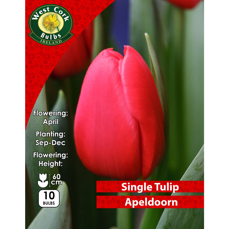 Tulip Single Apeldoorn Darwin Hybrid Prepack 10 Bulbs