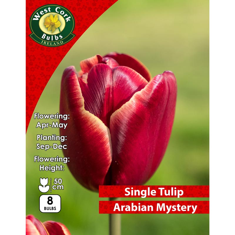 Tulip Single Arabian Mystery Prepack 8 Bulbs