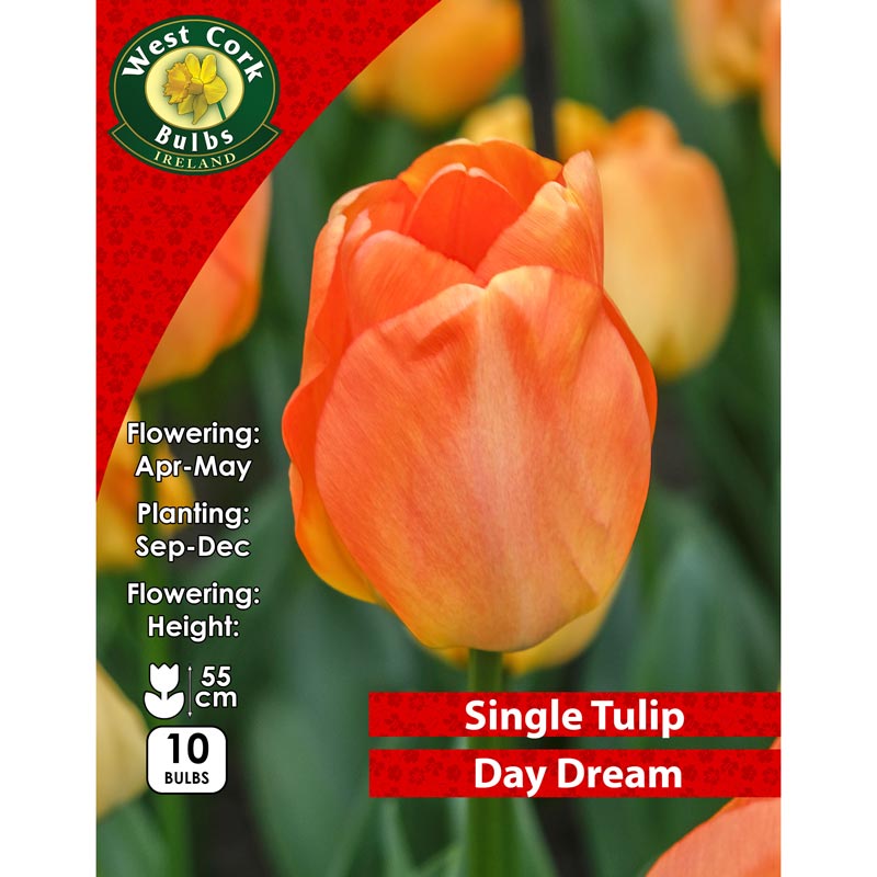 Tulip Single Daydream Prepack 10 Bulbs