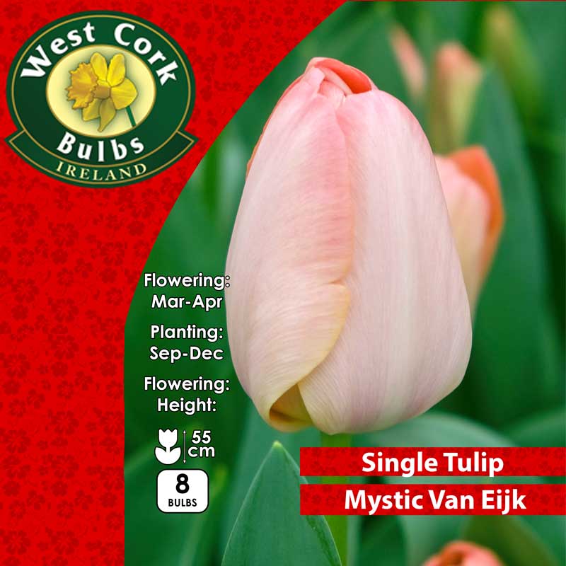 Tulip Single Van Eijk Prepack 8 Bulbs