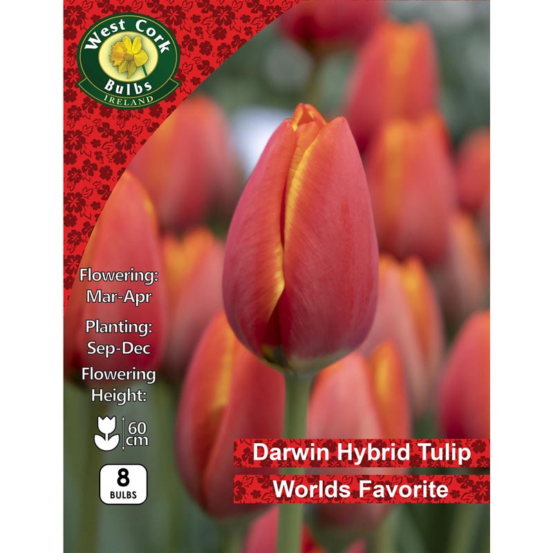 Tulip Single World&