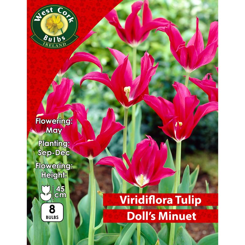 Tulip Viridiflora &