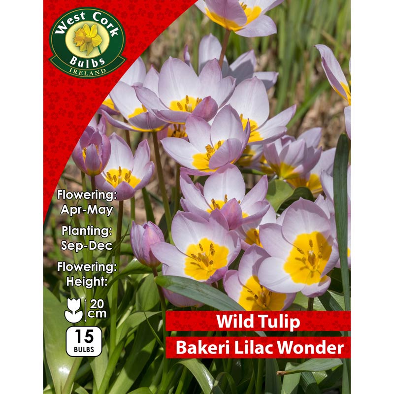 Wild Tulip &