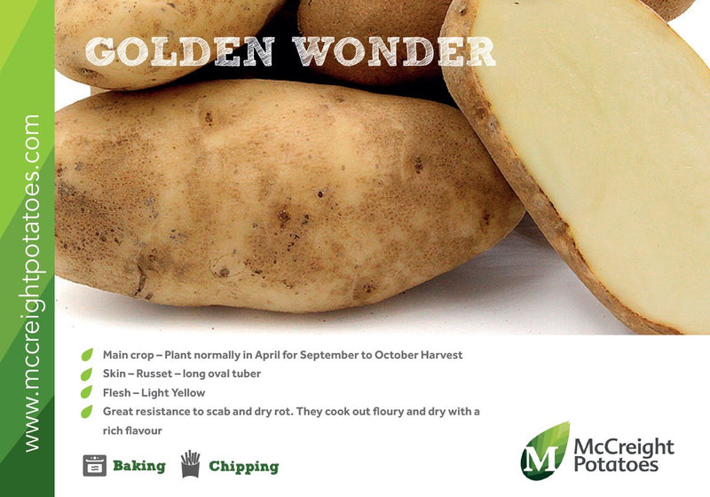 Golden Wonder Maincrop Seed Potato Guide