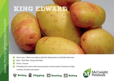 King Edward Maincrop Seed Potatoes Guide