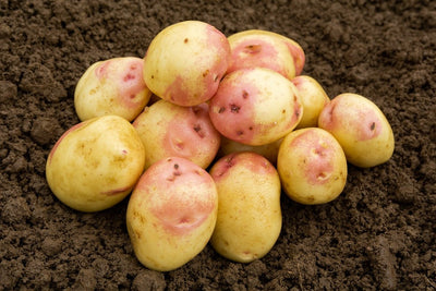 King Edward Maincrop 2Kg| Seed Potatoes | Nationwide Delivery
