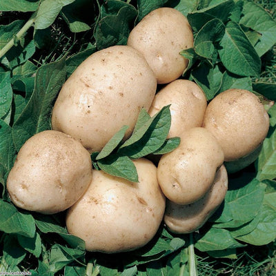British Queen Second Earlies 2Kg| Seed Potatoes | Nationwide Delivery