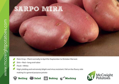 Sarpo Mira Maincrop Potato Guide 